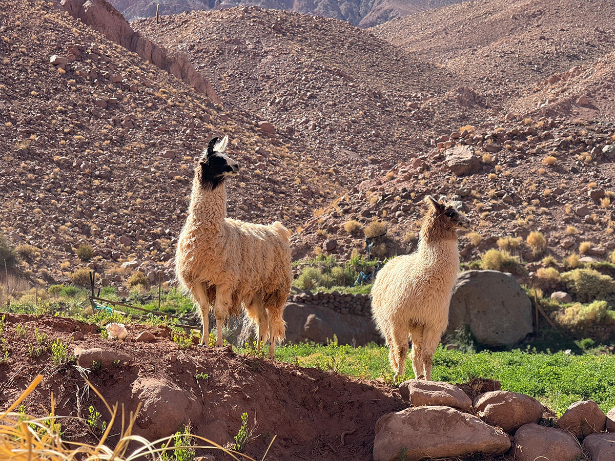 atacama6